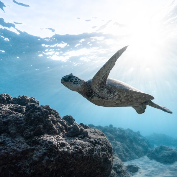 Sea turtle swimming on the Great Barrier Reef